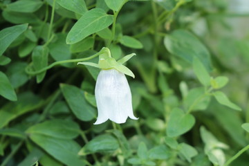 "Dang Shen" flower (or Poor Man's Ginseng, Weichhaarige Glockenwinde) in St. Gallen, Switzerland. Its Latin name is Codonopsis Pilosula (Syn Codonopsis Sylvestris), native to northeastern Asia.