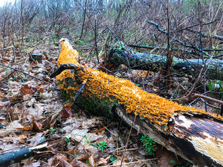 orange fungus on fallen tree