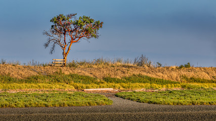 Arbutus tree and bench on hillside