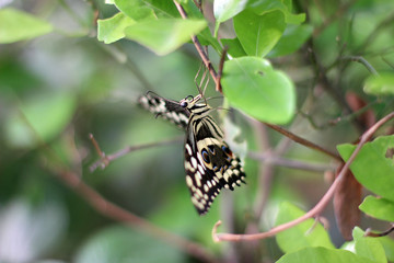 Dovetail butterfly hanging upside down with