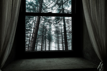 Forest outside the window