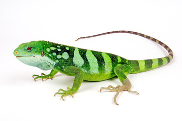Lau banded iguana (Brachylophus fasciatus) - Fidschileguan / Kurzkammleguan