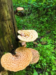 mushroom on tree in forest