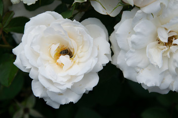 Bee and white roses