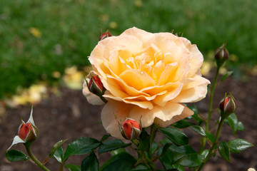 yellow rose in garden