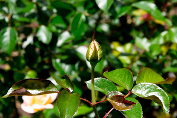A rose bud