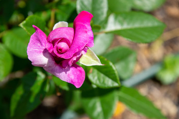 Pink Rose