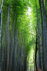 Bamboo alley in Kyoto on a sunny spring day. Densely growing trees to each other. Vertical.