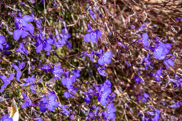 purple flowers on a background