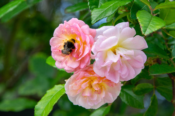 Bumblebee in a Pink rose
