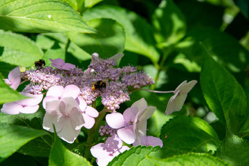 bees on flowers