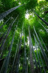 Bamboo alley in Kyoto on a sunny spring day. Densely growing trees to each other. Vertical. Bottom view of the tops of trees.