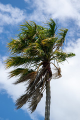 palm tree against blue sky