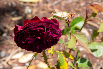 red rose in garden