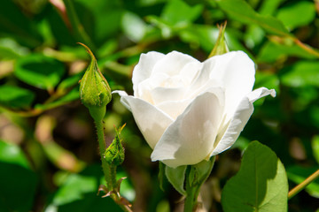 white rose on black background