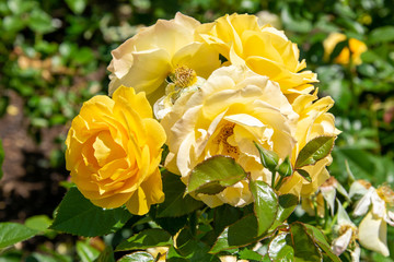 yellow roses in garden