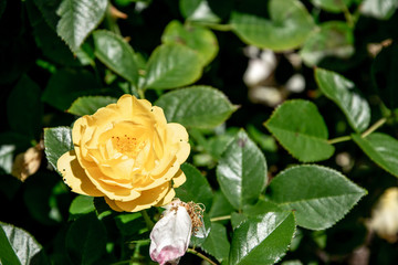 yellow rose in the garden