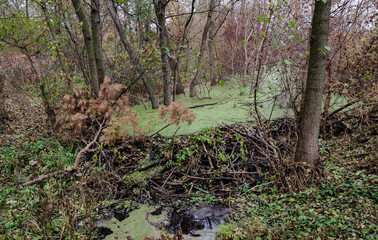 the dam blocked the river, the beavers built