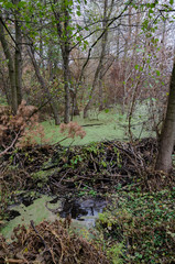 the dam blocked the river, the beavers built