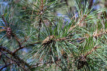 pine cone on a tree branch with needles,