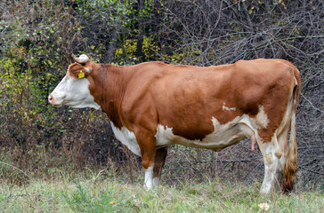 Fototapeta na wymiar domestic cow on a pasture against the background of the forest