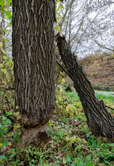 the dam blocked the river, the beavers built