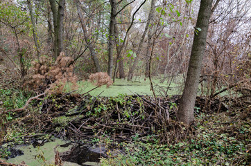 Naklejka na ściany i meble the dam blocked the river, the beavers built