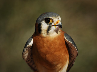 American Kestral