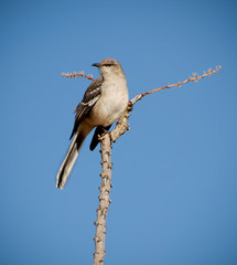 Mockingbird