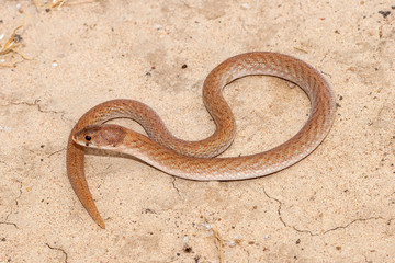 Eastern Hooded Scaly-Foot