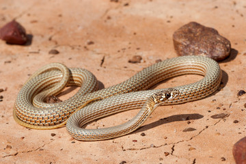 Australian Soil crack Whip Snake