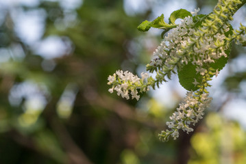 Flowers of a tree in spring