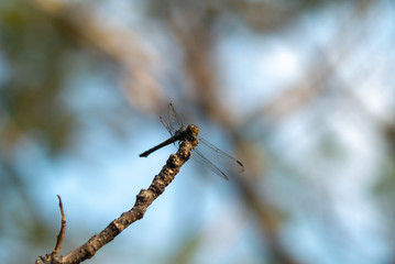 dragonfly on branch