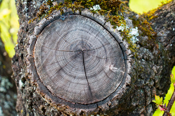 Oak tree trunk