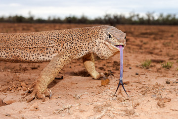 Yellow Spotted Monitor or Goanna