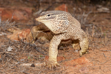 Yellow Spotted Monitor