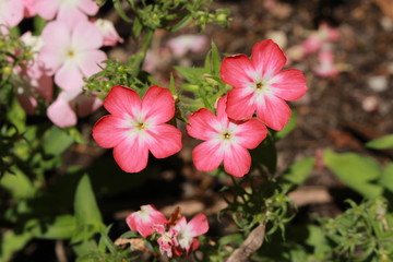 Pink and white "Drummond's Phlox" flowers (or Annual Phlox, Summer Phlox) in St. Gallen, Switzerland. Its Latin name is Phlox Drummondii, native to eastern USA.