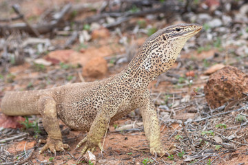 Yellow Spotted Monitor or Goanna