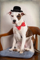 Puppy Dog With A Red Dot Bow Tie