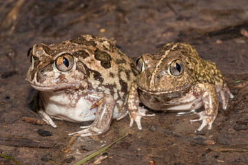 Sudell's or Painted Burrowing Frog