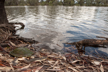 Australian Broad shelled River Turtle in habitat