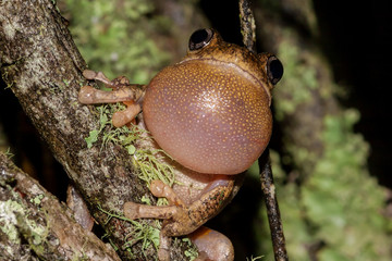 Male Peron's Tree Frog calling