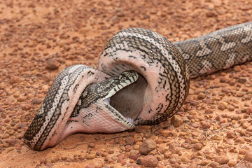Naklejka premium Carpet Python Feeding on Rat