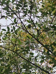 green leaves of tree in spring