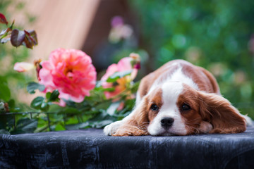 Young dog cavalier king charles spaniel lies on a table with a flower