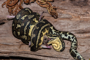 Jungle Carpet Python feeding on mouse