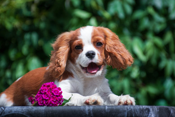 Young dog cavalier king charles spaniel lies on a table with a flower