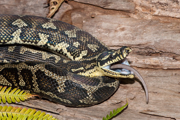 Jungle Carpet Python feeding on mouse