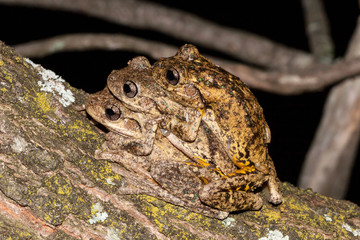 Amplexing Peron's Tree Frogs