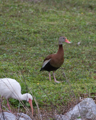 Black-bellied Whistling Duck(s) at a local park in Florida